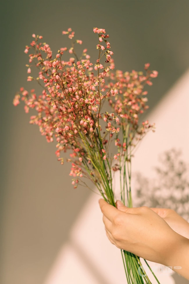 唯美花朵，干花，花束静物背景摄影图片，精致的生活需要花花草草的点缀！