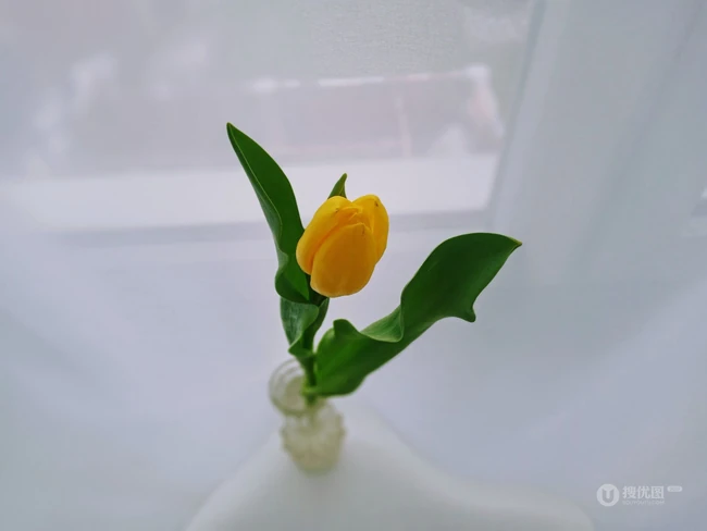 清新而娇艳的郁金香唯美高清摄影图片