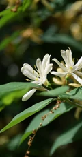 成双成对，形影不离，状如鸳鸯对舞金银花（忍冬）图片