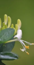 成双成对，形影不离，状如鸳鸯对舞金银花（忍冬）图片
