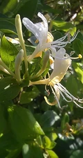 成双成对，形影不离，状如鸳鸯对舞金银花（忍冬）图片
