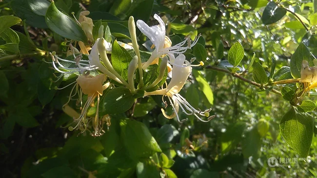 成双成对，形影不离，状如鸳鸯对舞金银花（忍冬）图片
