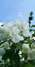 花极香，白色纯洁的茉莉花高清摄影美图