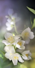 花极香，白色纯洁的茉莉花高清摄影美图