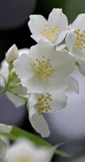 花极香，白色纯洁的茉莉花高清摄影美图