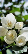 花极香，白色纯洁的茉莉花高清摄影美图