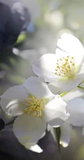花极香，白色纯洁的茉莉花高清摄影美图