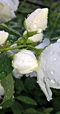 花极香，白色纯洁的茉莉花高清摄影美图