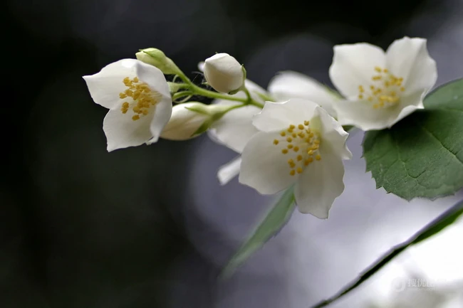 花极香，白色纯洁的茉莉花高清摄影美图