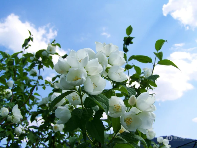 花极香，白色纯洁的茉莉花高清摄影美图