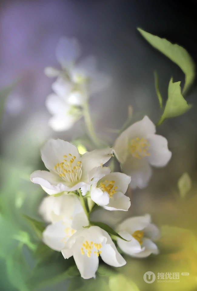 花极香，白色纯洁的茉莉花高清摄影美图