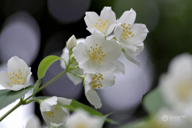 花极香，白色纯洁的茉莉花高清摄影美图