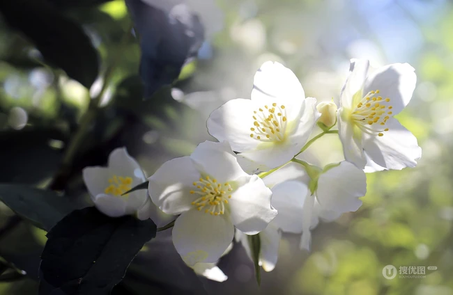 花极香，白色纯洁的茉莉花高清摄影美图