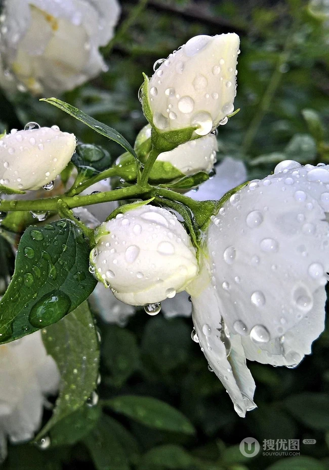 花极香，白色纯洁的茉莉花高清摄影美图