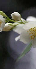花极香，白色纯洁的茉莉花高清摄影美图