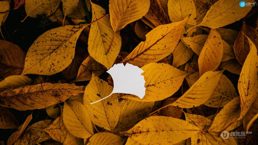 剪纸剪影艺术，以枯黄的落叶，树叶为背景的剪纸艺术摄影桌面壁纸图片