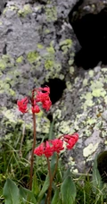红色娇艳的胭脂花（报春花）高清图片