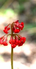 红色娇艳的胭脂花（报春花）高清图片