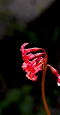 红色娇艳的胭脂花（报春花）高清图片