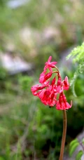 红色娇艳的胭脂花（报春花）高清图片