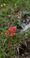 红色娇艳的胭脂花（报春花）高清图片