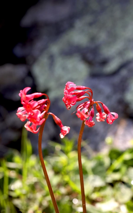 红色娇艳的胭脂花（报春花）高清图片