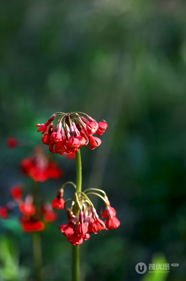 红色娇艳的胭脂花（报春花）高清图片