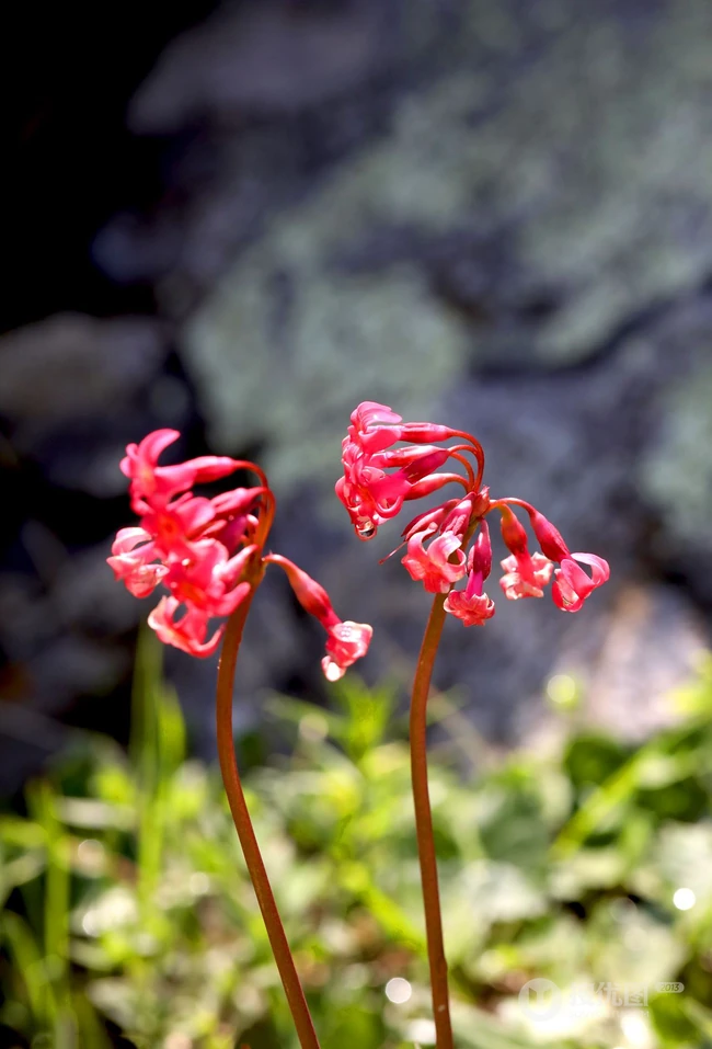 红色娇艳的胭脂花（报春花）高清图片
