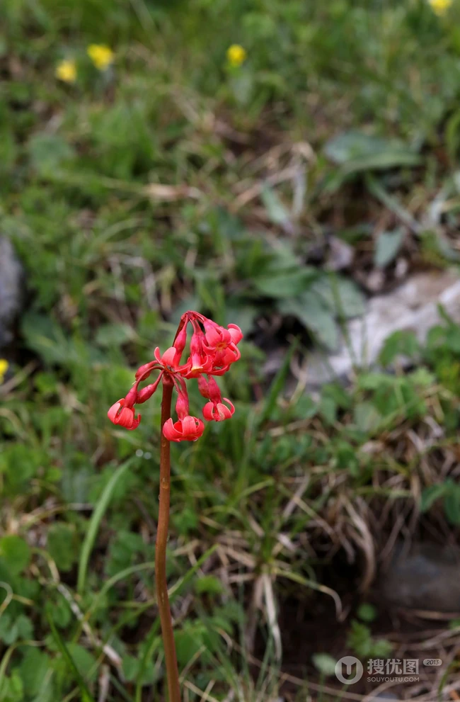红色娇艳的胭脂花（报春花）高清图片