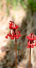 红色娇艳的胭脂花（报春花）高清图片
