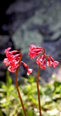 红色娇艳的胭脂花（报春花）高清图片