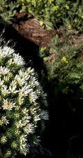 中国特有植物小丛红景天高清图片