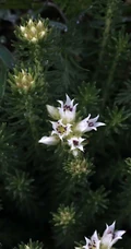 中国特有植物小丛红景天高清图片