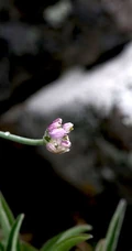 野韭，野外自然生长的葱科植物野韭图片