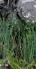 野韭，野外自然生长的葱科植物野韭图片
