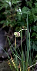 野韭，野外自然生长的葱科植物野韭图片