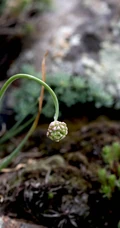 野韭，野外自然生长的葱科植物野韭图片