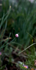野韭，野外自然生长的葱科植物野韭图片