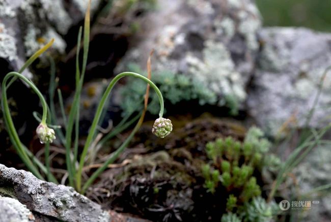 野韭，野外自然生长的葱科植物野韭图片
