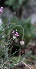 野韭，野外自然生长的葱科植物野韭图片