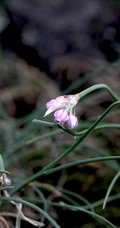 野韭，野外自然生长的葱科植物野韭图片