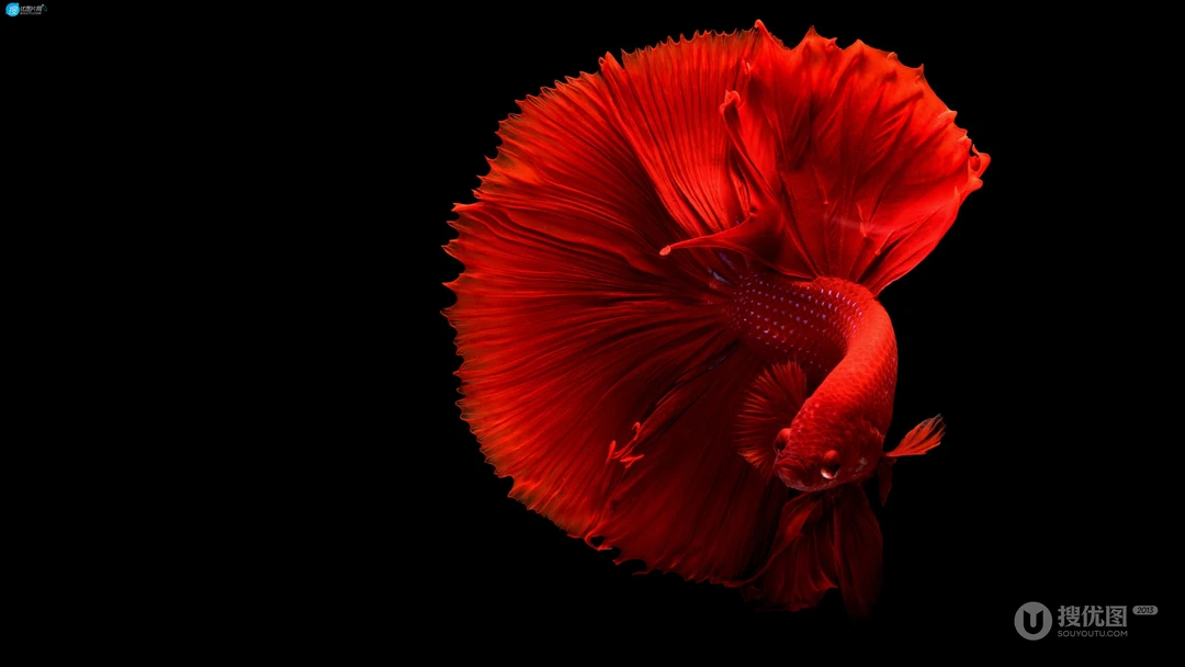 红色的孔雀花鳉（孔雀鱼）高清电脑桌面壁纸图片