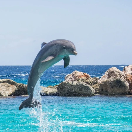 在海中自由自在的可爱海豚图片