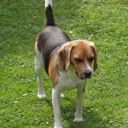比格犬，世界名犬犬种之一，非常古老的犬种比格犬图片