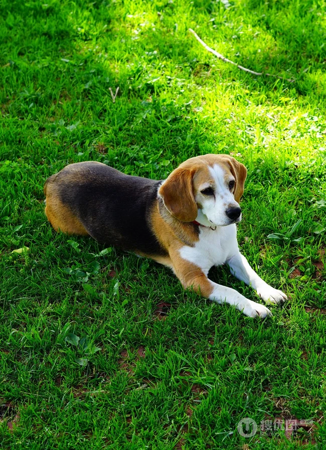 比格犬，世界名犬犬种之一，非常古老的犬种比格犬图片 第5张