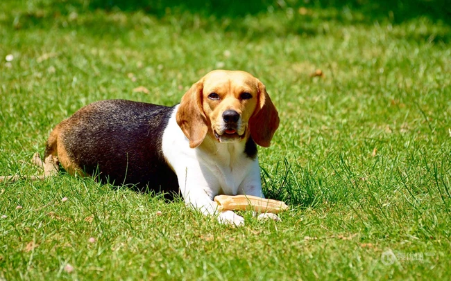 比格犬，世界名犬犬种之一，非常古老的犬种比格犬图片 第7张