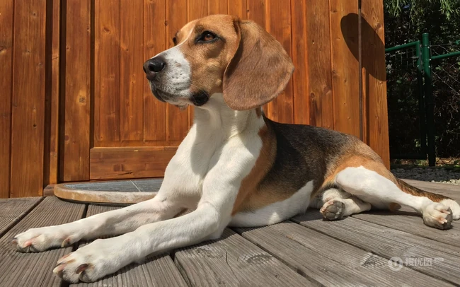 比格犬，世界名犬犬种之一，非常古老的犬种比格犬图片 第3张