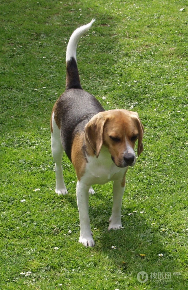 比格犬，世界名犬犬种之一，非常古老的犬种比格犬图片 第1张