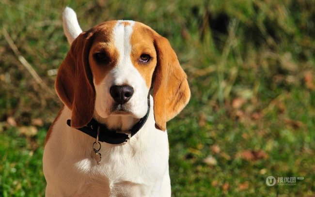 比格犬，世界名犬犬种之一，非常古老的犬种比格犬图片 第6张