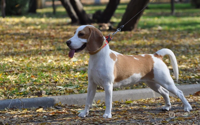 比格犬，世界名犬犬种之一，非常古老的犬种比格犬图片 第4张